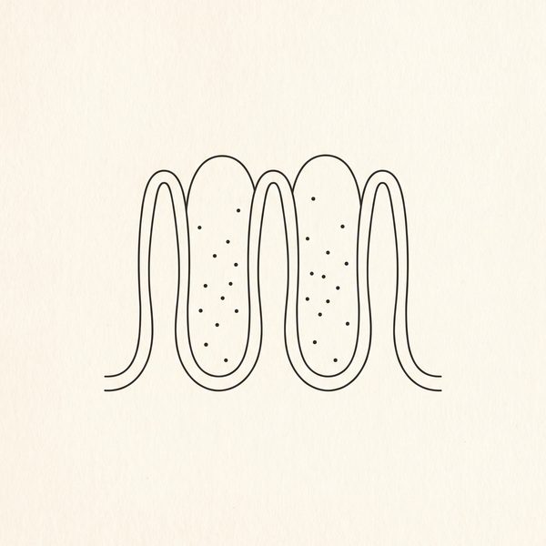 Minimalistische Illustration von Darmzotten, über die Nährstoffe aufgenommen werden